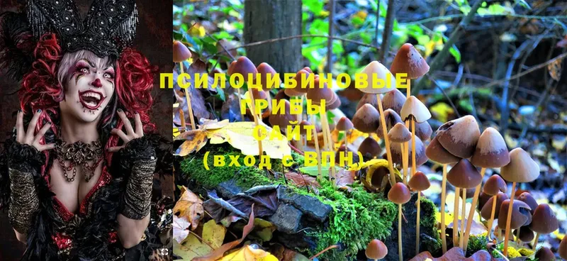 блэк спрут   Нахабино  Галлюциногенные грибы MAGIC MUSHROOMS 